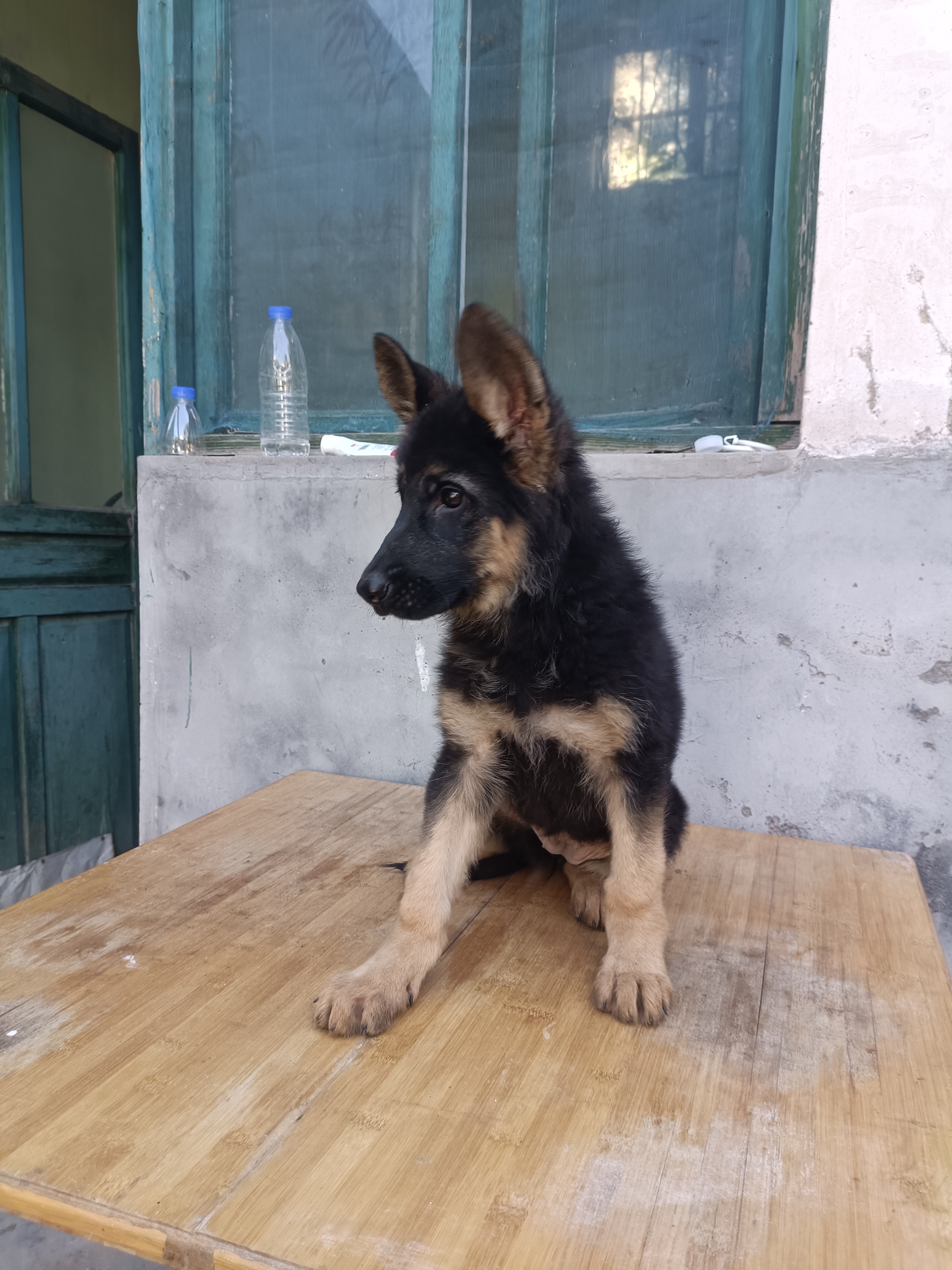 德国牧羊犬